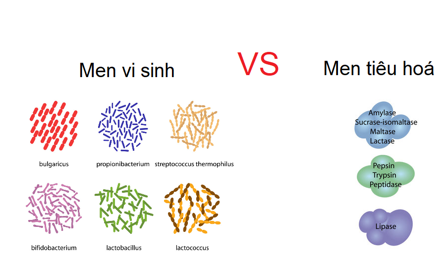 sự khác biệt giữa men vi sinh và men tiêu hoá