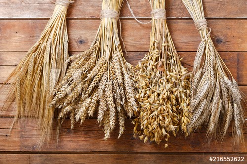 Họ lúa mì chứa hợp chất gluten gây bệnh táo bón