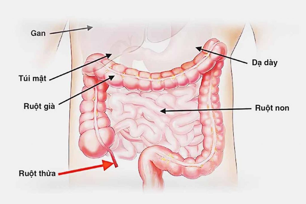 Cấu tạo của ruột non và ruột già