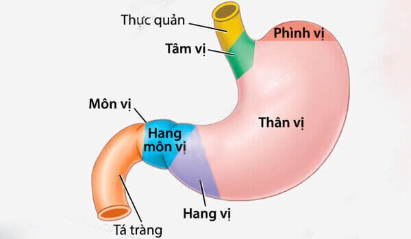 Cấu tạo của dạ dày 