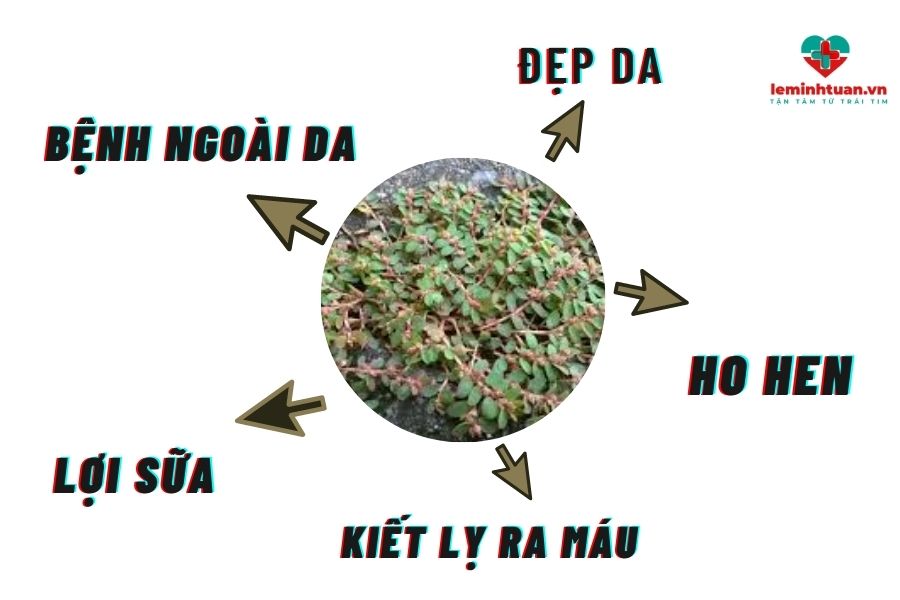 Cách dùng cây cỏ sữa chữa tiêu chảy cho bé hiệu quả